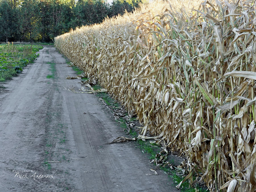 Corn Stalk Road Photograph