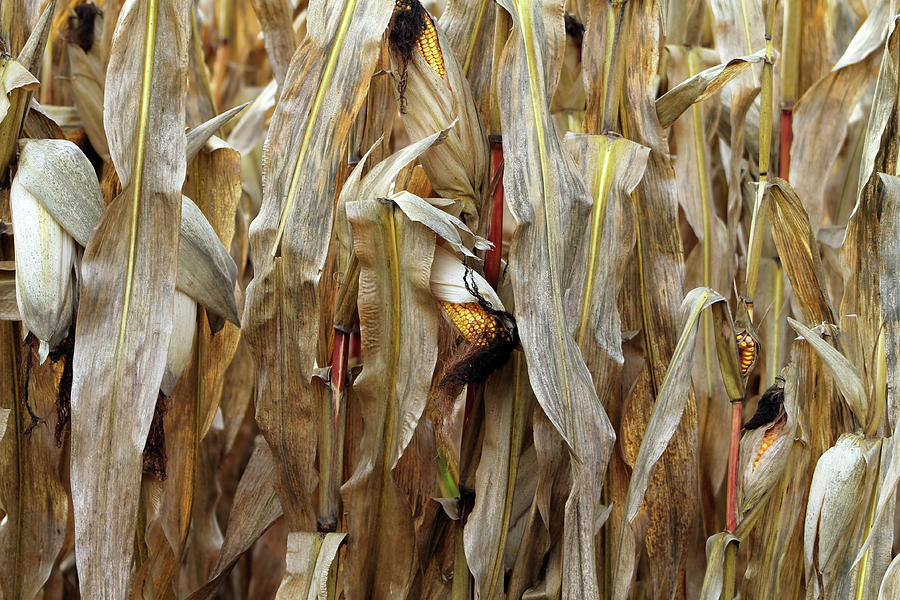 Corn stalk wall Photograph by Lois Tomaszewski