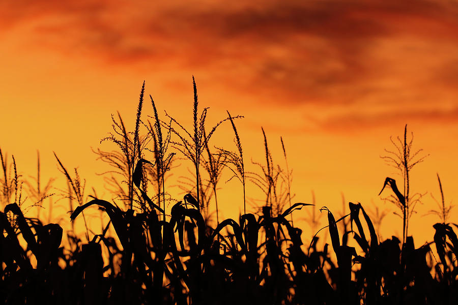 Corn Sunset Photograph by Brook Burling
