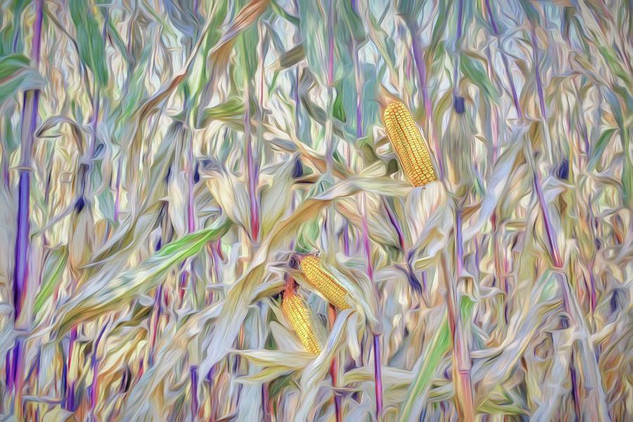 Corn Washout Photograph by Wayne King