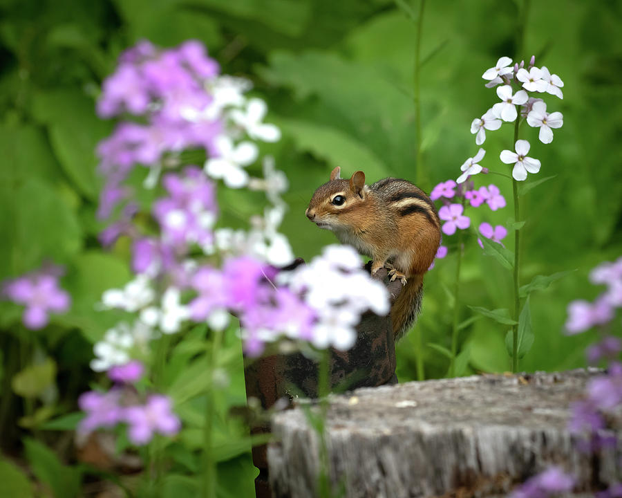Cornell Botanic Garden Curious Chipmunk Photograph by Mindy Musick King