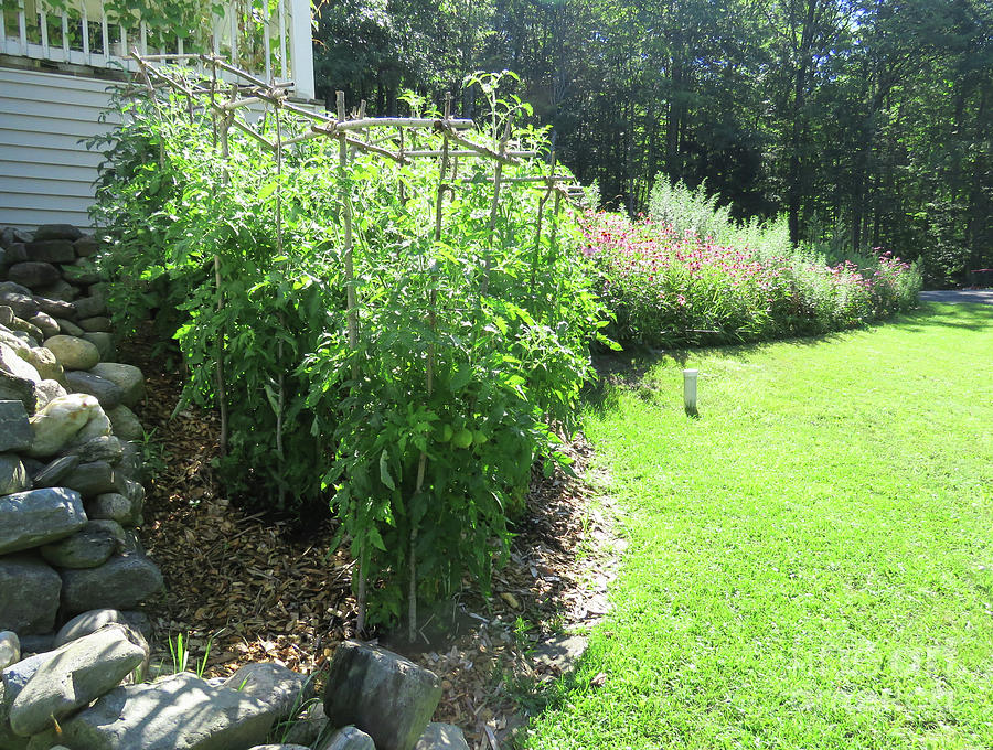 Corner Tomato Garden with Wildflower View in Early August. The Victory Garden Collection. Photograph by Amy E Fraser