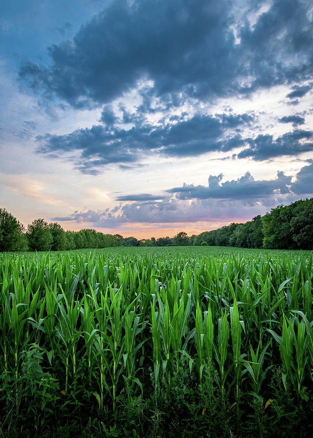 Cornfield At Sunset Photograph By Mike Brickl
