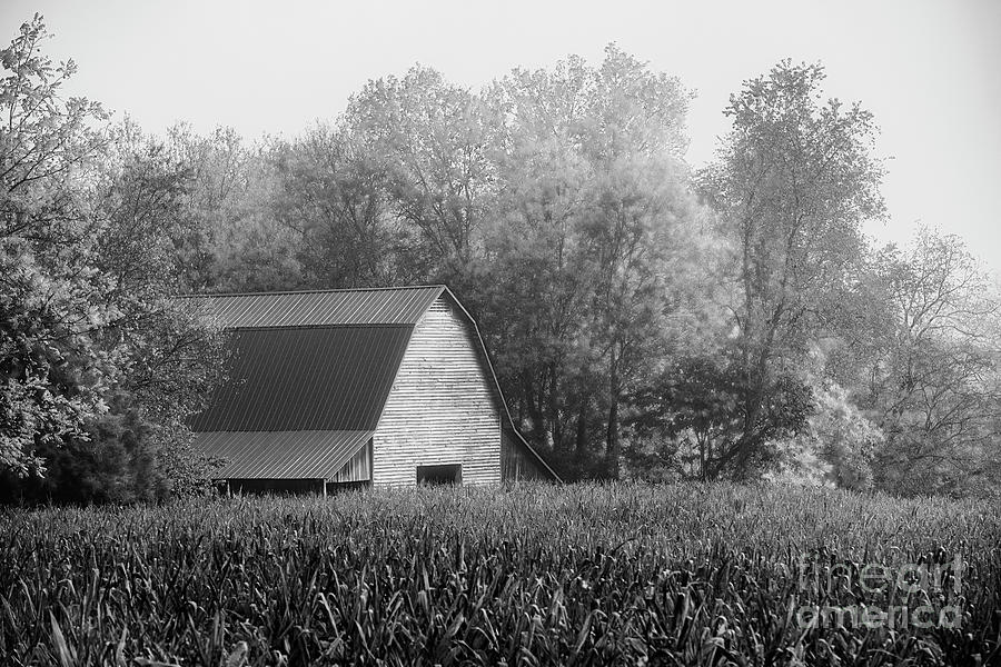 Cornfield Barn Photograph by Nicki McManus
