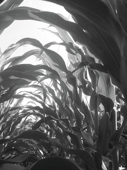 Cornfield Photograph by Maggie Pepple - Fine Art America