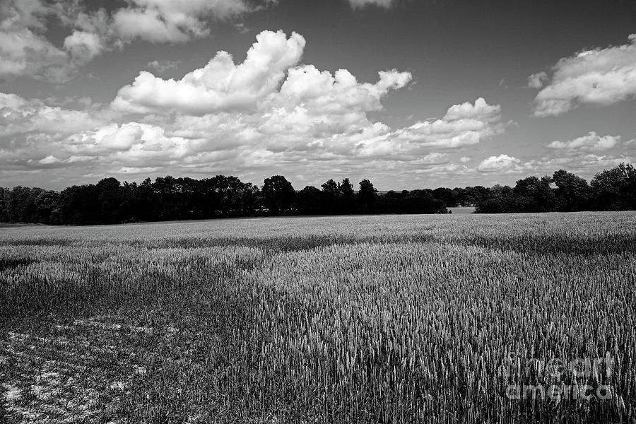 Cornfield Panorama in Black and White Kent England Photograph by James Brunker