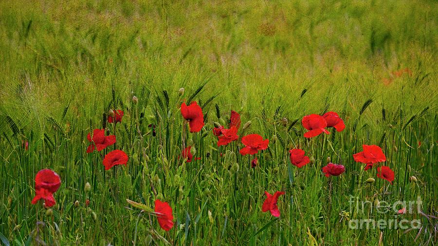 Cornfield Poppies Photograph by Martyn Arnold