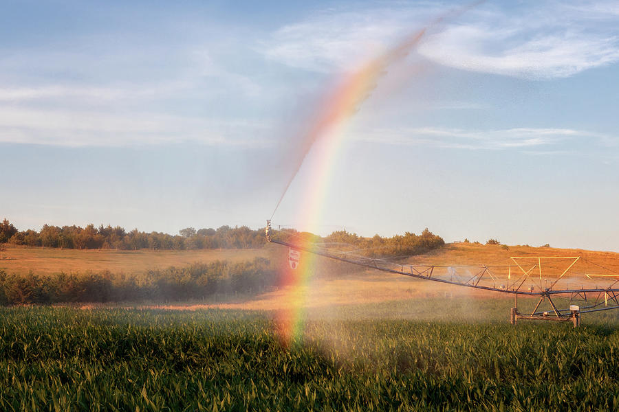 Cornfield Rainbows Photograph by Susan Rissi Tregoning