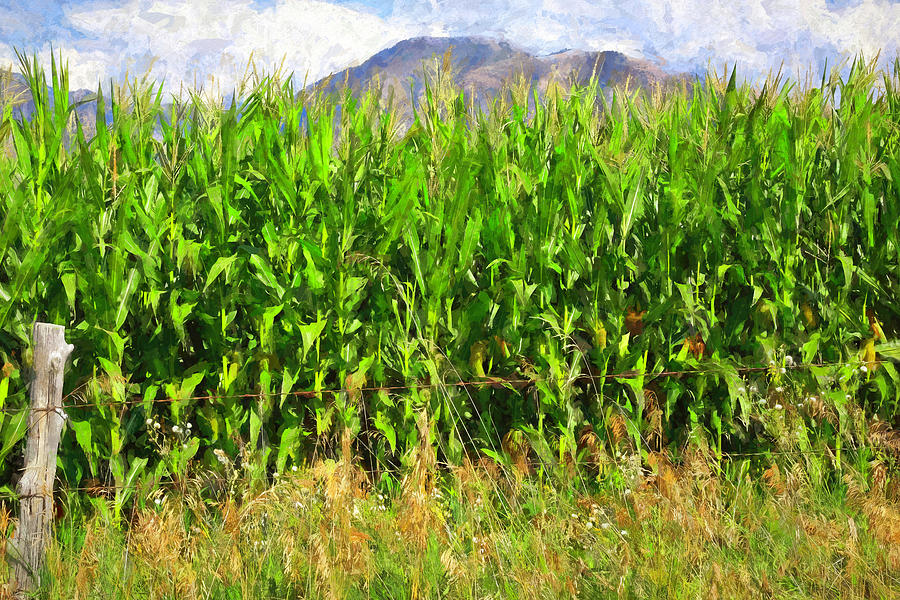 Corn Field Ready for Harvest Photograph by Donna Kennedy