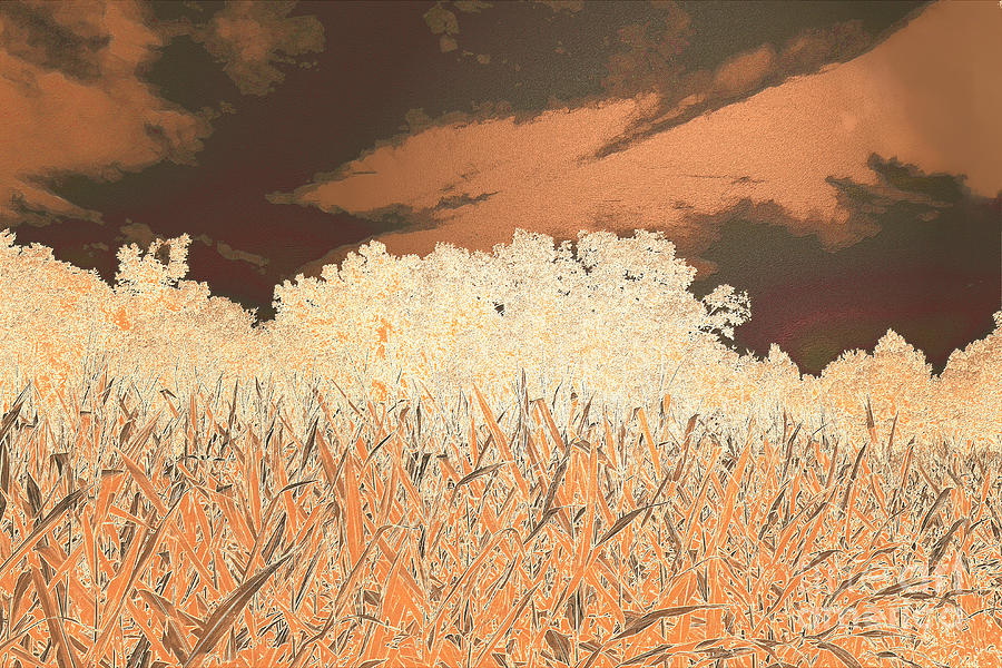 Cornfield with Copper Sky Photograph by Bentley Davis