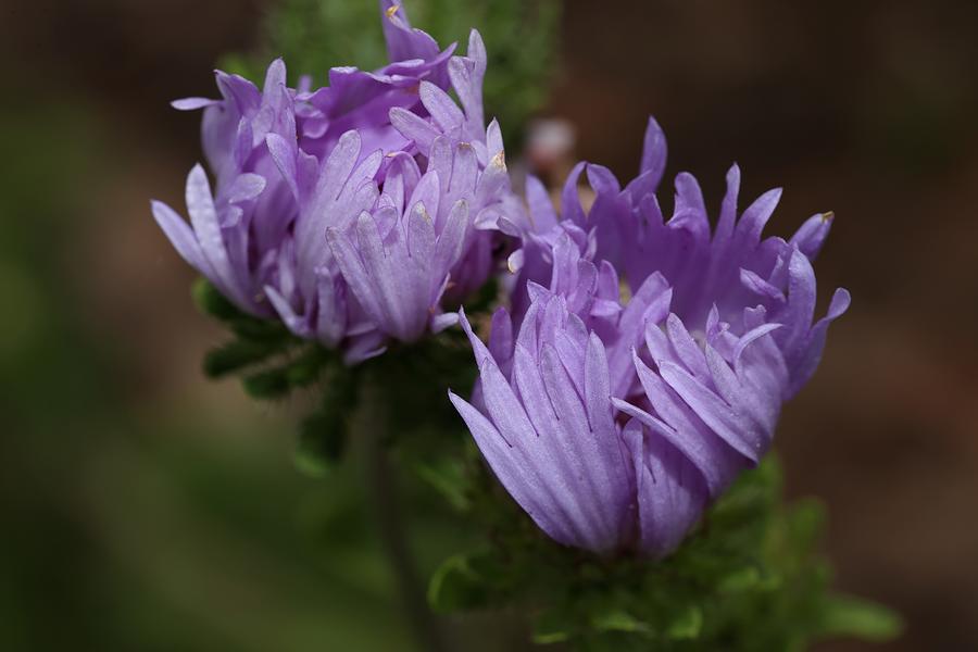 Stokes Aster Flower Photograph by Mingming Jiang