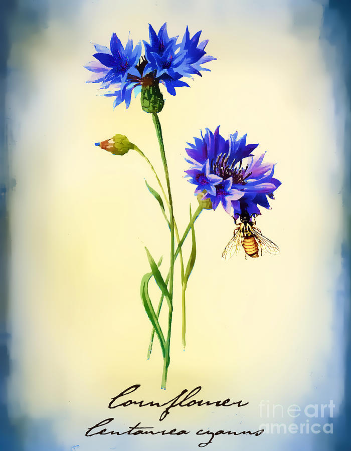 Cornflower Botanical Print Digital Art by Judi Bagwell