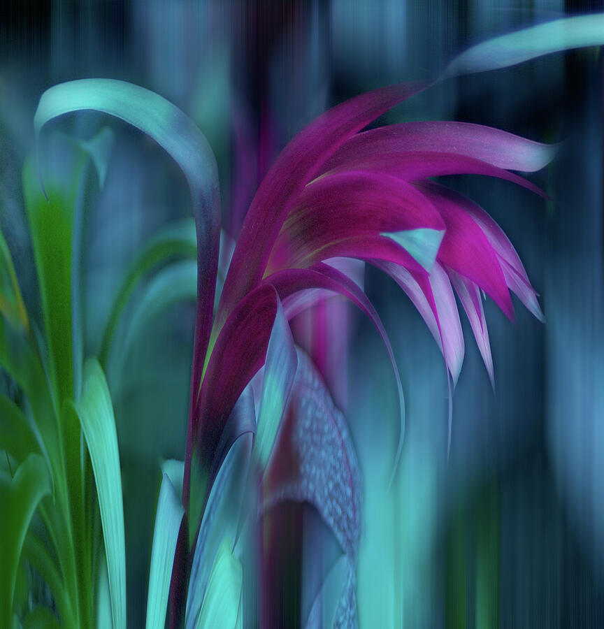 Abstract Photograph - Cornflower Dreams Mindscape by Wayne King