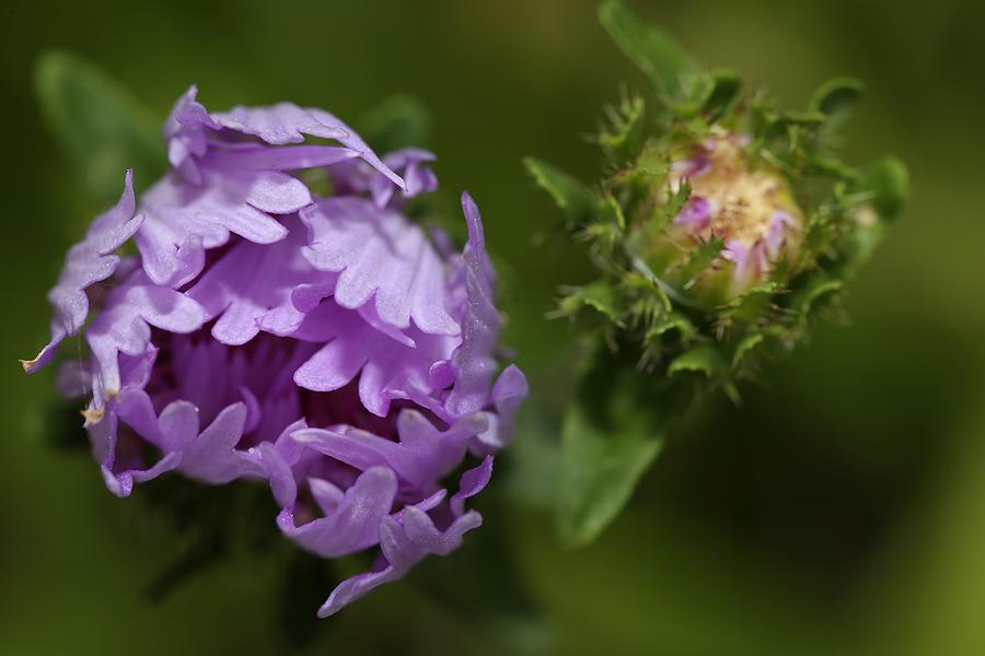 Stokes Aster Flower 2 Photograph by Mingming Jiang
