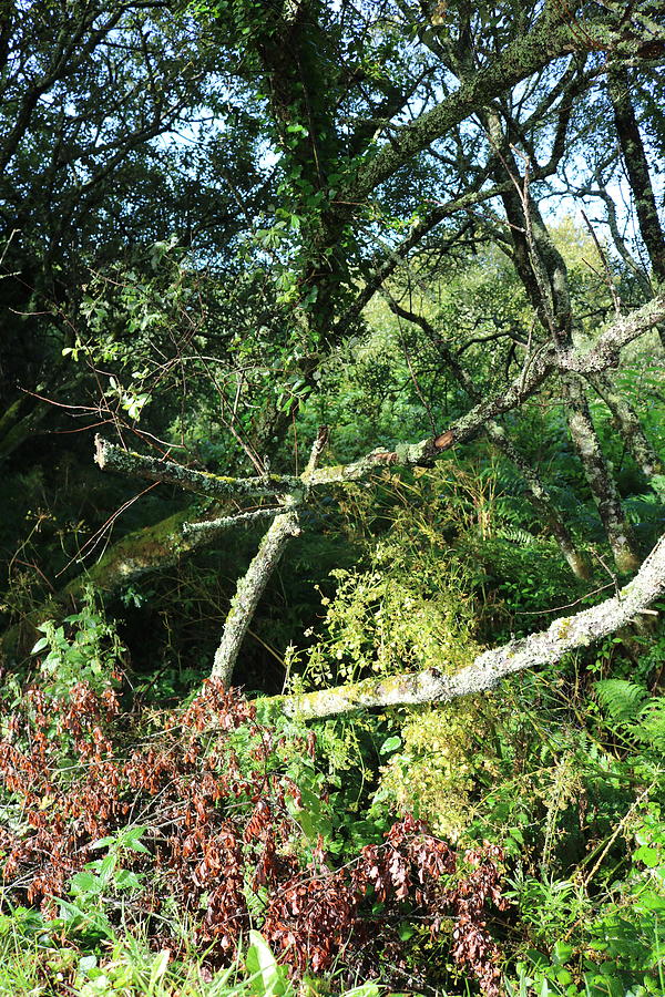 Cornish Foliage Photograph
