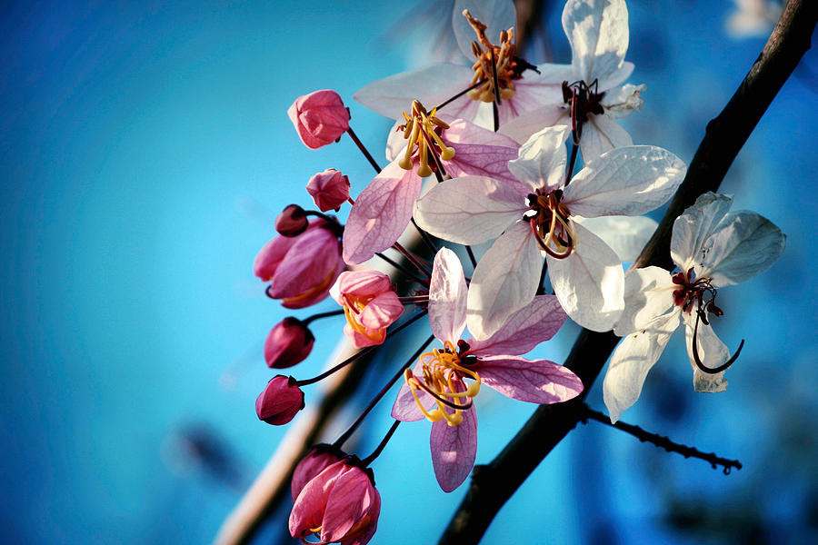 Colors of Spring Photograph by Montez Kerr