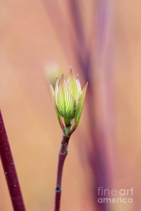 Spring Photograph - Cornus alba Sibirica Ruby New Foliage in Spring by Tim Gainey