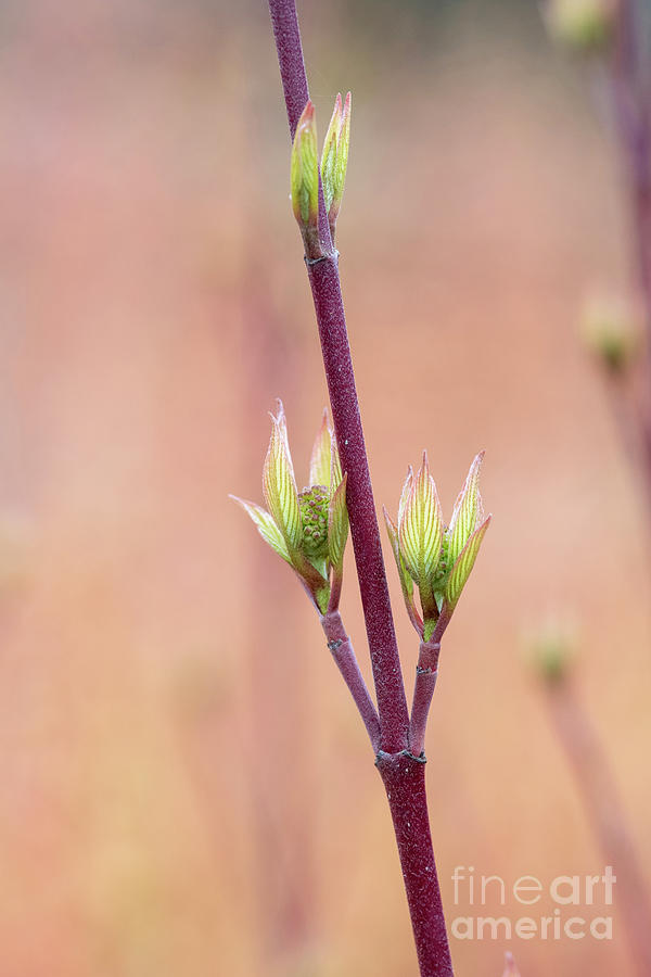 Spring Photograph - Cornus alba Sibirica Ruby New Leaves in March by Tim Gainey