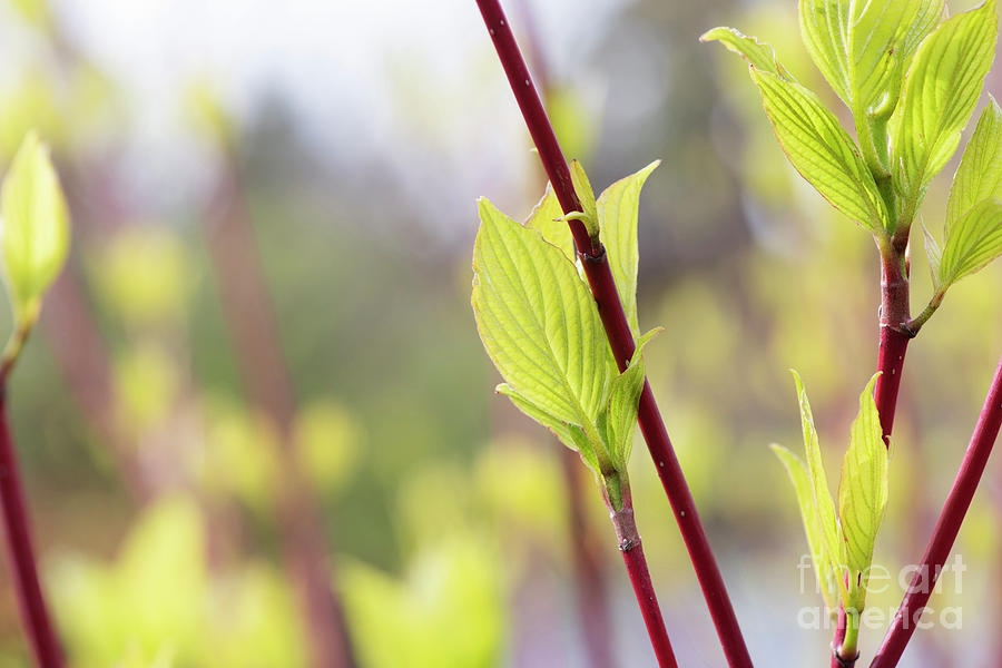 Spring Photograph - Cornus alba Sibirica Ruby New Leaves in Spring by Tim Gainey