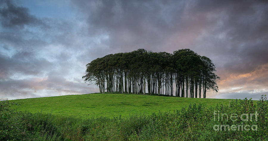 Cornwall Nearly Home Trees Coming Home Trees Cornwall Trees