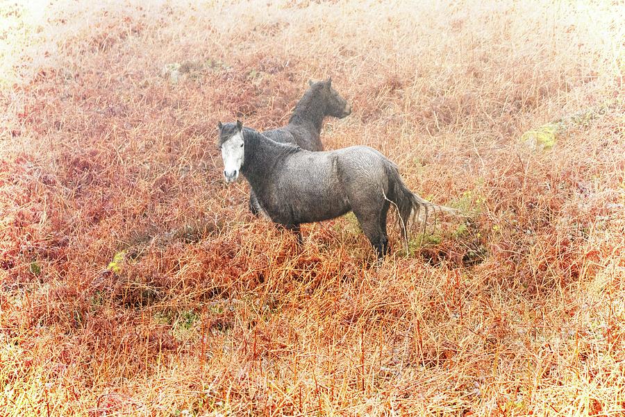 Cornwall Ponies Photograph by Jean Gill