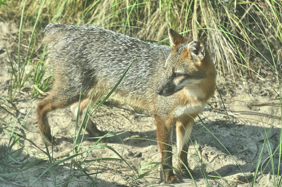Corolla Gray Fox Photograph by Jamart Photography