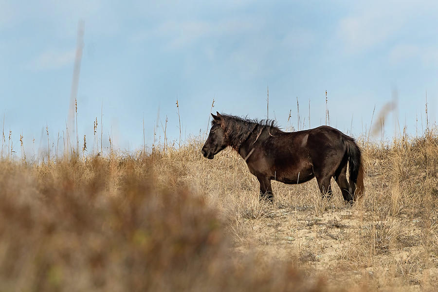 Corolla Wild Horse Mare In The Dunes Photograph