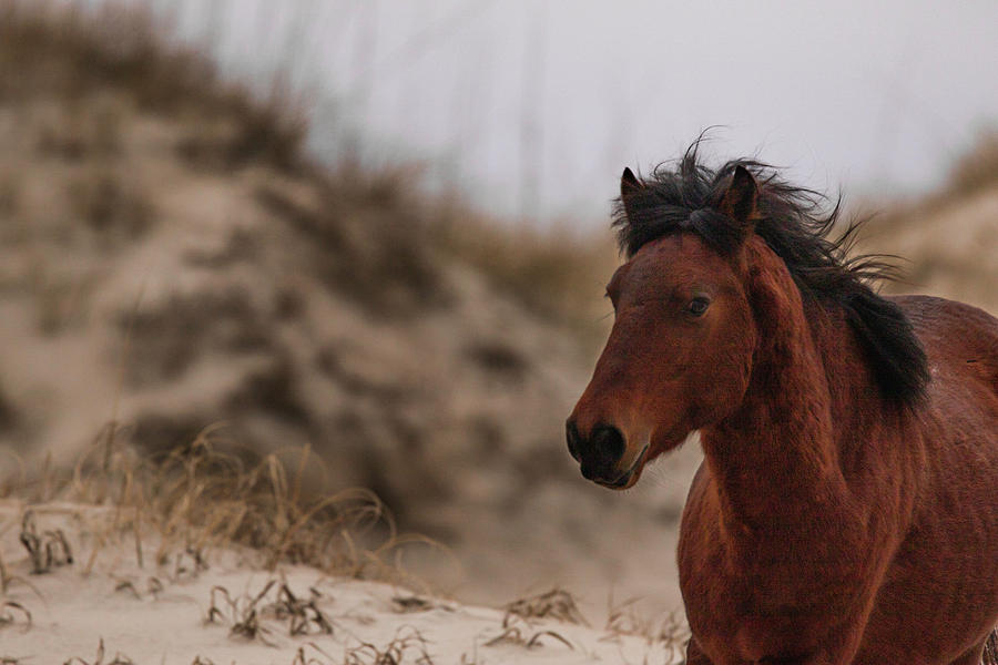 Corolla Wild Horse by Pete Federico Corolla Wild Horse by Pete Federico
