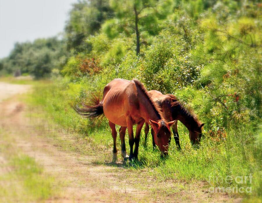 Corolla Wild Mustangs Outer Banks Nc Photograph By Charlene Cox - Fine 