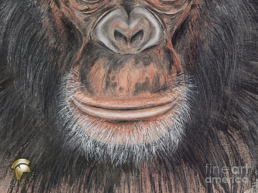 Chimp - Chimpanzee - Mouth - Lips - Nose - Great Ape Great Ape Painting