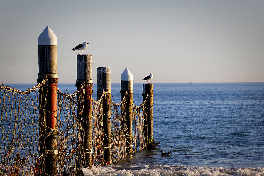 Coronado Gulls Photograph by Bill Chizek