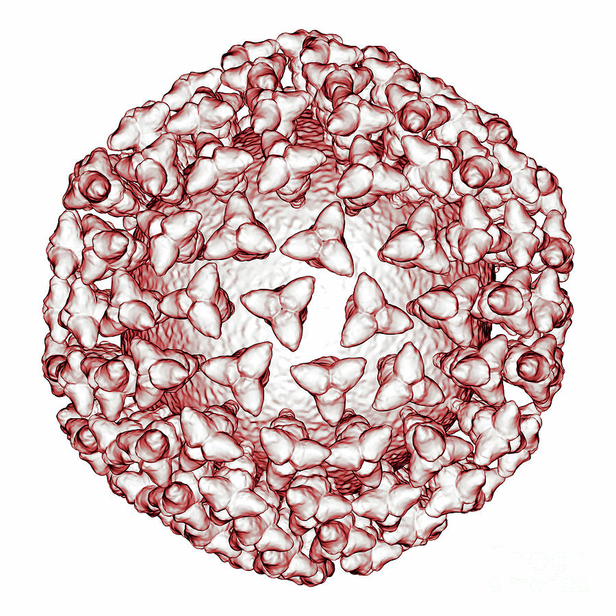 Coronavirus COVID-19 Outline Digital Art by Russell Kightley