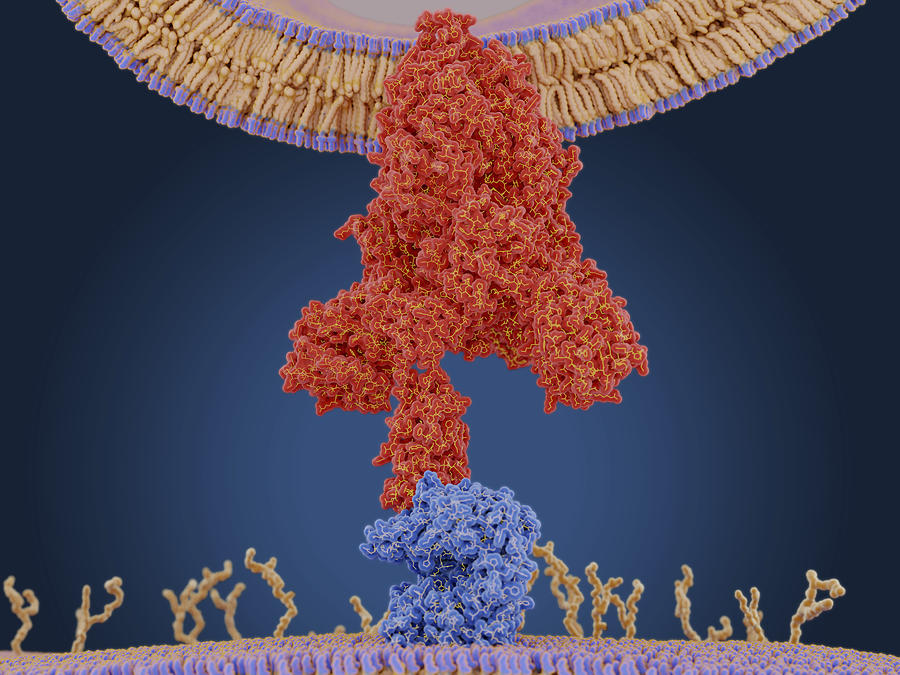 Coronavirus spike protein and receptor, illustration Drawing by Juan Gaertner/science Photo Library