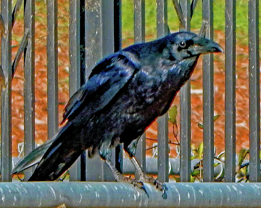Corral Crow Close Photograph by Andrew Lawrence
