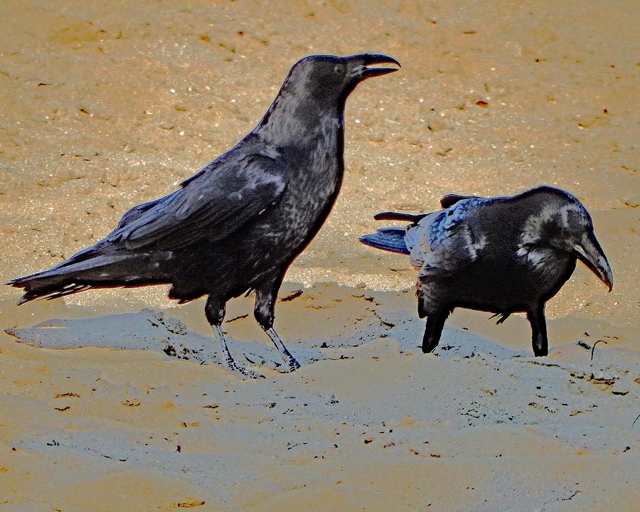Corral Crows Photograph by Andrew Lawrence