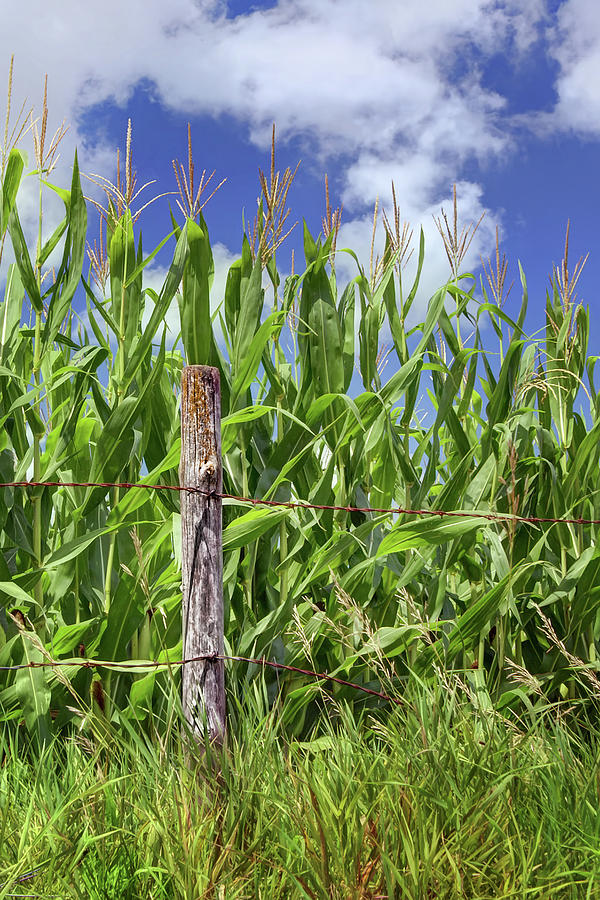 Corralled Corn - Vertical Photograph by Nikolyn McDonald