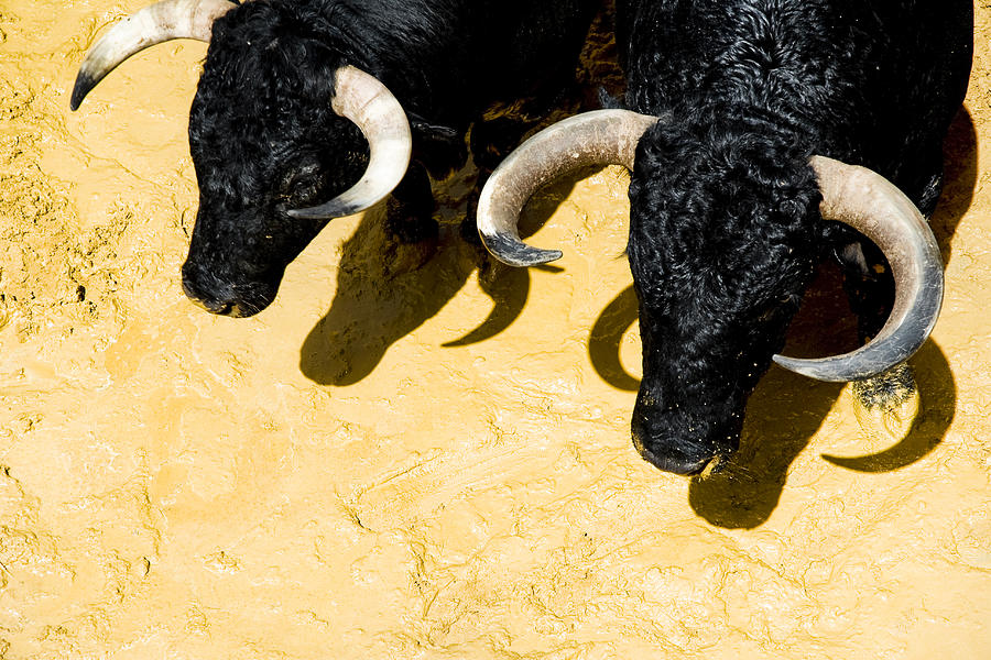 Corrida bulls Photograph by Jan Sochor