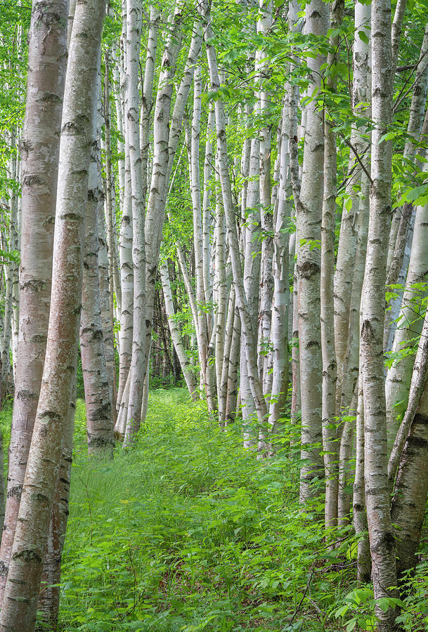 Corridor of Birches Photograph by Darylann Leonard Photography