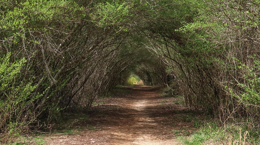Corridor Of Trees Close Photograph by Ed Williams