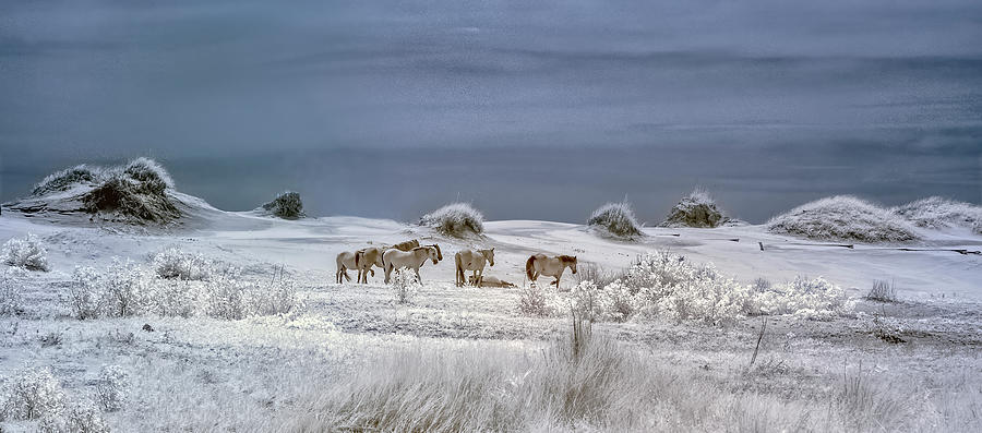 Corrola Wild Horses Photograph by Gordon Ripley