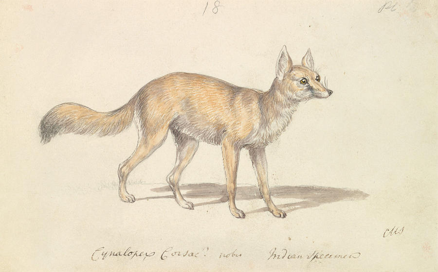 Corsac Dog-Fox Drawing by Charles Hamilton Smith