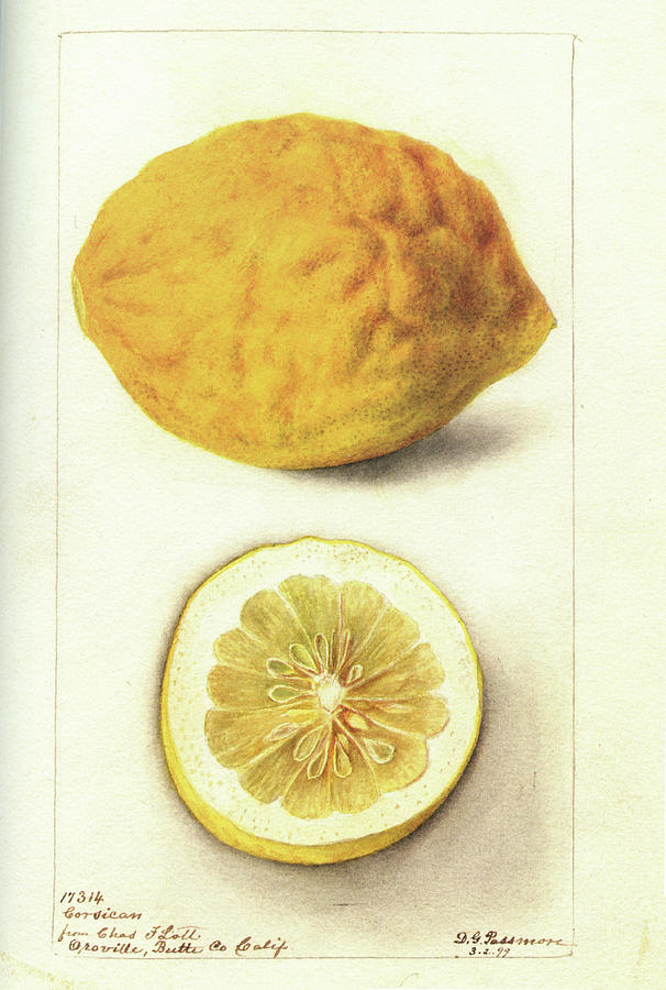Corsican Citron Photograph by Jerry Griffin