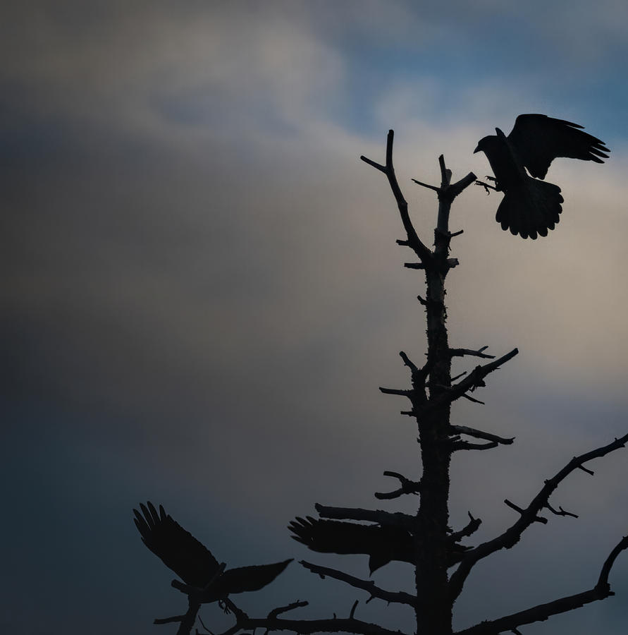 Corvid Landing On dead branch Photograph by Jim Wilce