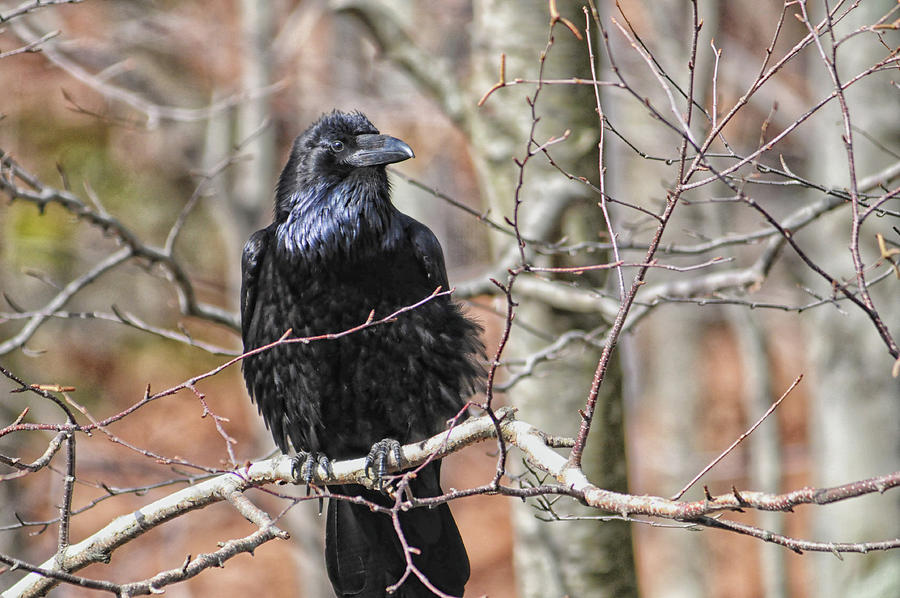 Corvus Corax aka Common Raven Photograph by Mike Martin - Fine Art America