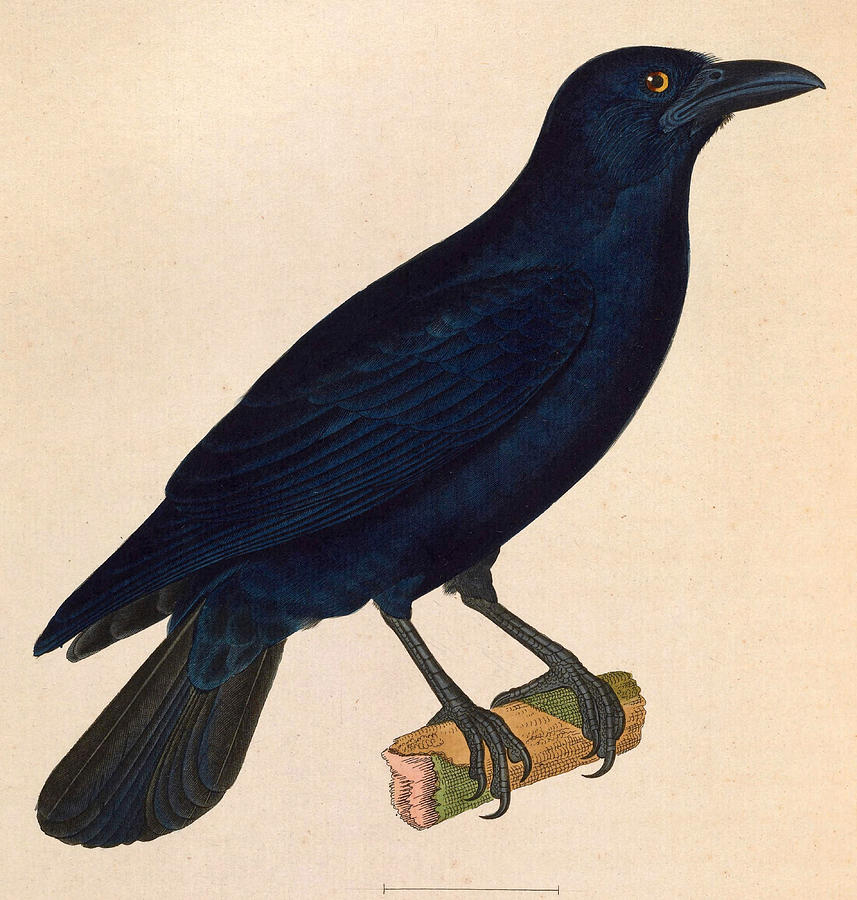 Corvus nasicus  Drawing by Nicolas Huet the Younger