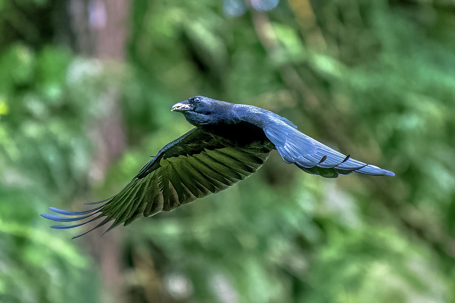 Corvus On The Wing Photograph by Timothy Anable - Fine Art America