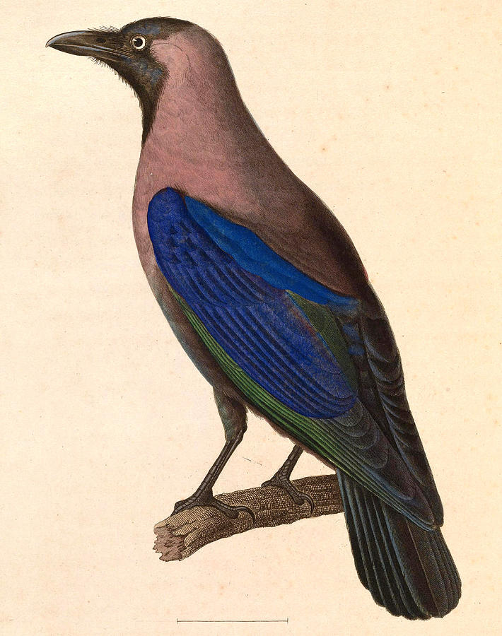 Corvus splendens Drawing by Nicolas Huet the Younger