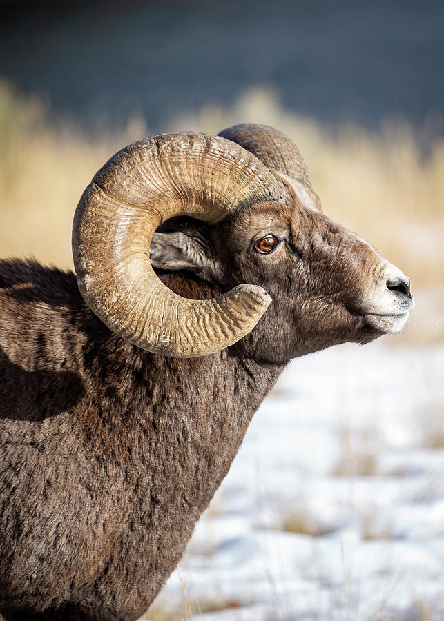 Corwin Springs BIghorn Photograph by Allen Jones - Fine Art America