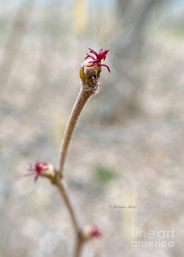 Corylus americana American Hazelnut Flower Photograph by Kristin Hatt