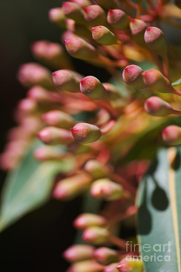 Corymbia Ficifolia Eucalyptus Buds Photograph by Joy Watson